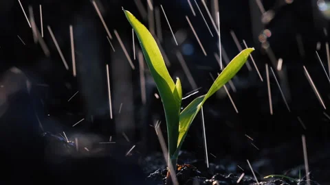 Rain falling onto the soil and young corn seedlings Stock Footage 297528865
