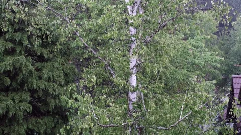 Rain Falling With Sounds Stock Footage 243739366