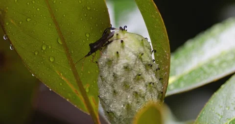 Rain Falling on Squash Bug in Magnolia Tree Stock Footage 92694797