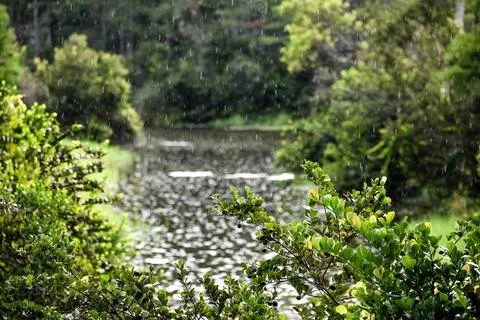 Rain falling in a swamp pond Stock Photos
