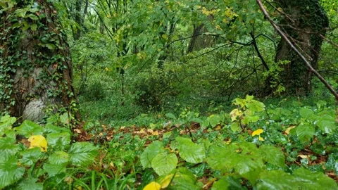 Rain Falling Through Dense Green Forest in 4K Stock Footage 318948720