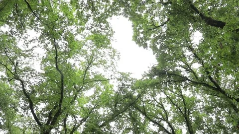Rain Falling Through Forest Canopy — Low‑Angle Shot Stock Footage 345459271