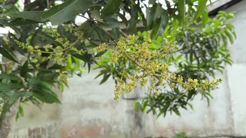 Rain Falling Through Green Tree Leaves in a Tropical Garden Stock Footage 345011956