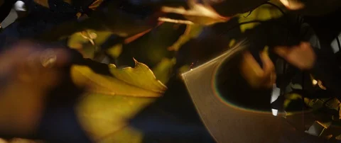 Rain Falling Through Maple Tree Leaves During Golden Hour Stock Footage