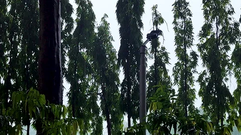 Rain Falling Through Tall Eucalyptus Trees Beside Street Light Stock Footage 342574534