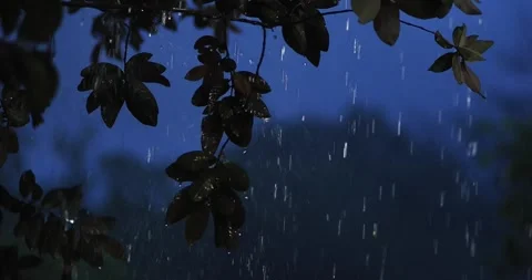 Rain falling through tree branches at dusk with a peaceful natural atmosphe.. Stock Footage 340195224