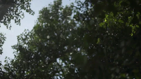 Rain Falling Through Trees Video stock 213173178