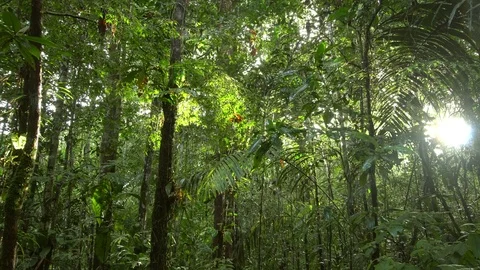 Rain falling through the understory of pristine tropical rainforest  Stock Footage 75982435