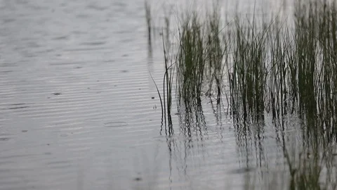 Rain Falling Toklat River Denali National Park Stock Footage 121478503