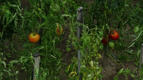 Rain falling on tomatoes on the vine in the garden Stock Footage 82667128