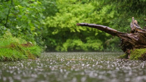 Rain Falling on Tranquil Forest Pond with Lush Green Foliage and Fallen Tree Log Stock Footage 337971708