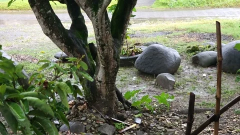Rain Falling On A Tree And Rocks By A Roadside Stock Footage 332389055
