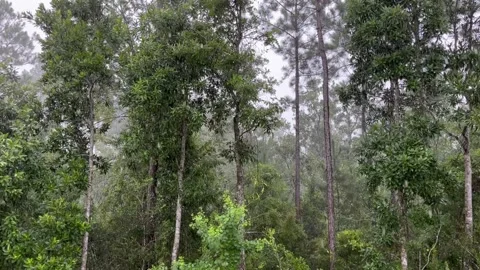 Rain falling with tree background 스톡 동영상 201029953