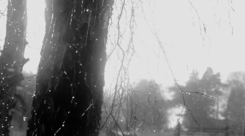 Rain falling on tree - black and white Stock Footage 46017657