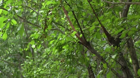 Rain Falling on Tree Branches and Leaves Close Up Nature Footage Stock Footage 290777882