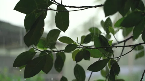 Rain falling on tree, close-up, water droplets fixed on green leaves Vídeo Stock 139374014