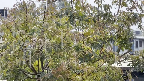 Rain Falling on Tree Stock-Footage 239580406