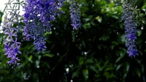 Rain Falling On Tree Leaves, blue color flowers Vídeos de archivo 240318890