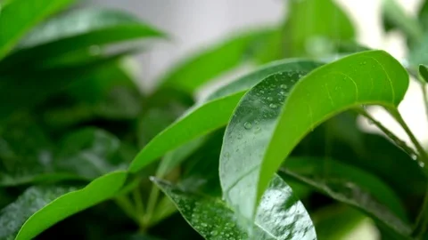 Rain falling on tree leaves Stock Footage 81152335