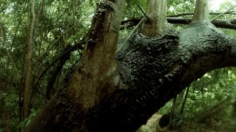 Rain Falling  on a Tree Trunk 2K Stock Footage 129721121