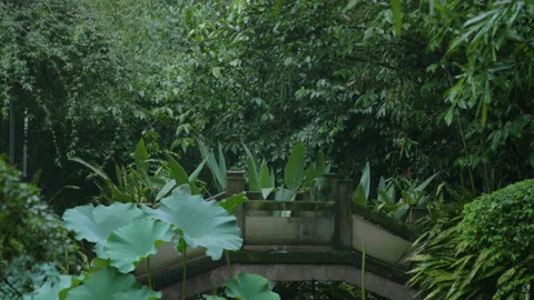 Rain falling on the trees of a botanical park in Chengdu with a bridge, in China Stock Footage 231811376