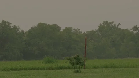 Rain falling on trees Stock Footage 301348042