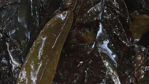Rain Falling on Tropical Jungle Forest Floor Covered with Fallen Leaves Stockbeeldmateriaal 334904419