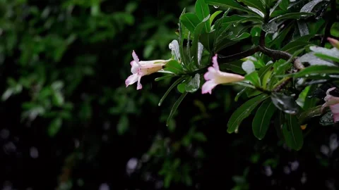 Rain Falling on Tropical Leaves and Pink Flowers in Gentle Breeze Stock Footage 339041768