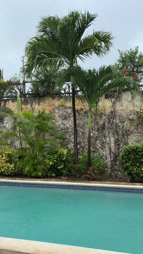 Rain falling on tropical swimming pool with palm trees, Barbados Stock Footage 340656600