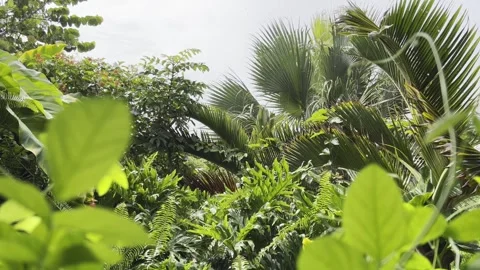 Rain falling onto the tropical vegetation of Casa Paraíso hotel in Las Galeras Stock Footage 300303893