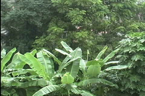Rain falling on tropical vegetation  Stock Footage 745062