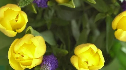 Rain falling on tulips and Veronica flowers. Macro shot of yellow tulip flo.. Stock Footage 271234450