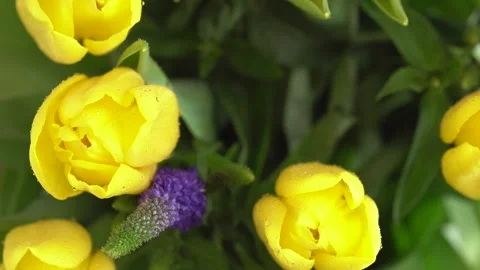 Rain falling on tulips and Veronica flowers. Macro shot of yellow tulip flo.. Stock Footage 272595715