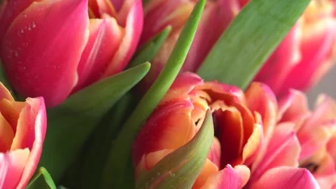 Rain falling on tulips. Macro shot of tulip flowers bunch on a pink backgro.. Stock Footage 271235113