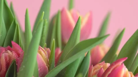 Rain falling on tulips. Macro shot of tulip flowers bunch on a pink backgro.. Stock Footage 272596647