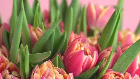 Rain falling on tulips. Macro shot of tulip flowers bunch on a pink backgro.. Stock Footage 274550476