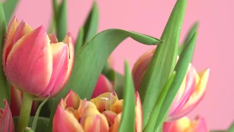 Rain falling on tulips. Macro shot of tulip flowers bunch on a pink backgro.. Stock Footage 274550790