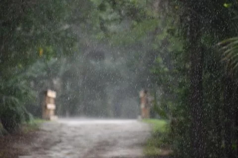 Rain falling on unpaved path in Florida park Stock Photos