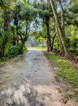 Rain falling on unpaved path in Florida park Stock Photos