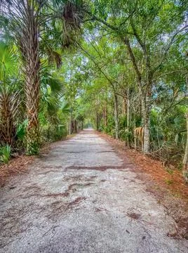 Rain falling on unpaved path in Florida park Stock Photos