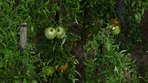 Rain falling on unripe tomatoes on the vine in garden Stock Footage 82666114