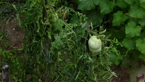 Rain falling on unripe tomatoes on the vine in garden Stock Footage 82666856