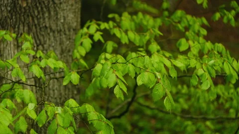 Rain falling on vibrant green leaves in forest at spring Stock Footage 326890233
