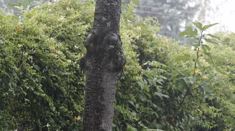 Rain Falling video With Sound. Tree Background. Video stock 42039597