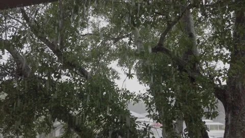 Rain falling view from over balcony edge look at trees. Green plants and water. Stock Footage 241631291