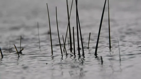 Rain falling in water Video stock 88121823
