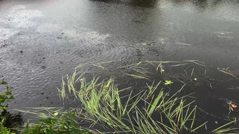 Rain falling on water Vidéo 279111545