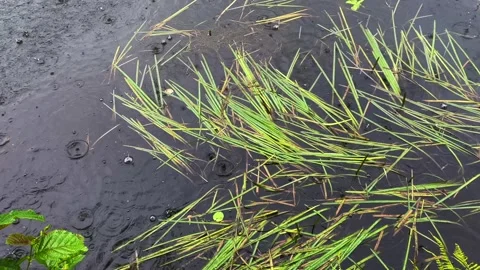 Rain falling on water Vidéo 279111551