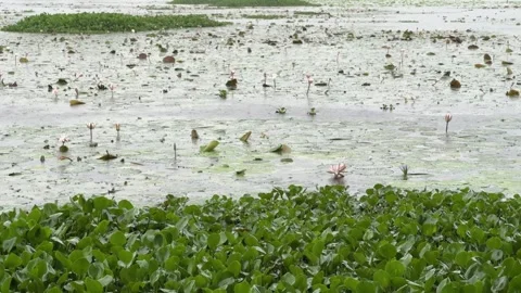 Rain Falling on Water Lily Lake with Natural Rain Ambience Video stock 339266869