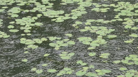 Rain falling on water surface and waterlily with ripples and bubbles 库存影片 248374631